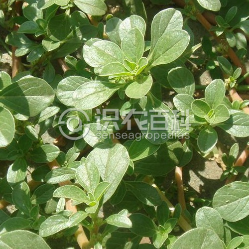 ���ٻ�Ҷ֢״ʾ��2