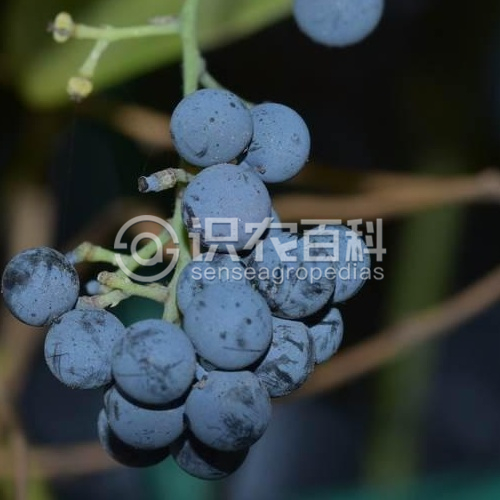 柑橘黄叶症状示例2