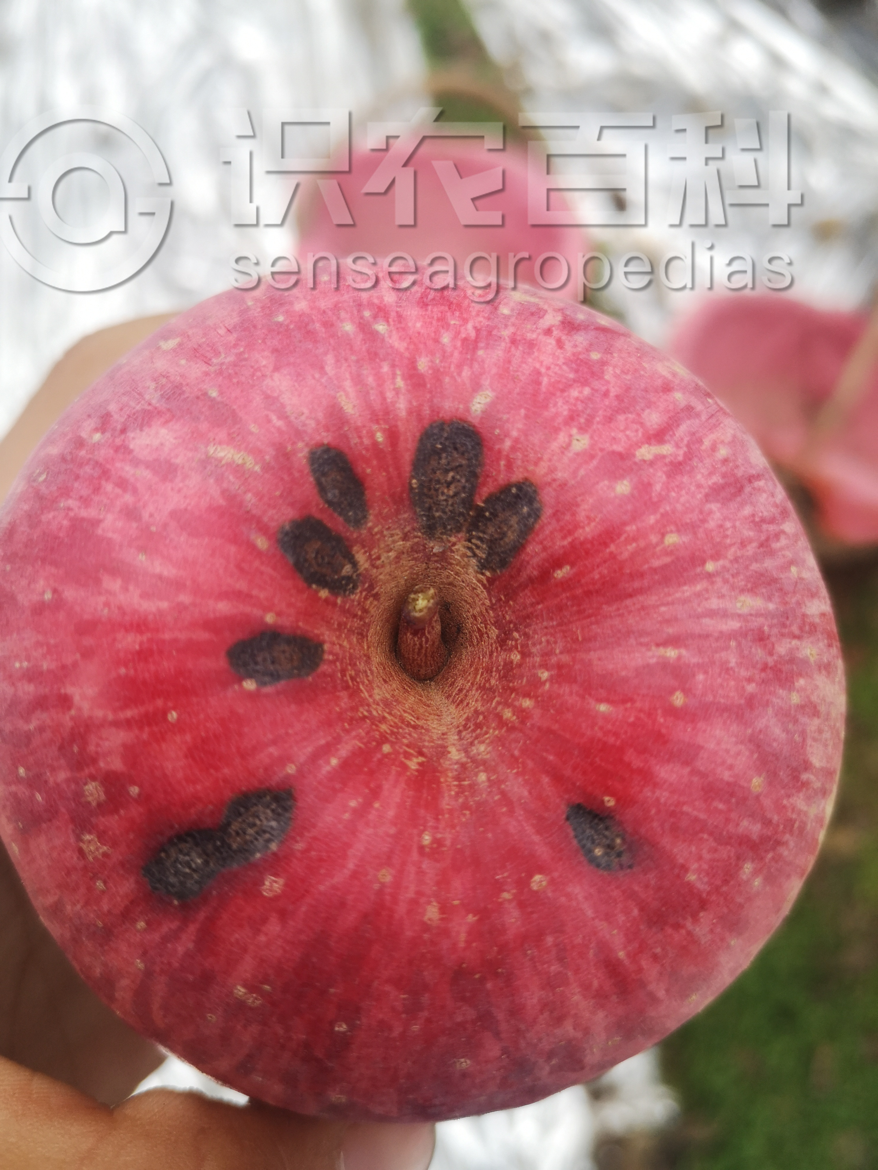 柑橘黄叶症状示例3