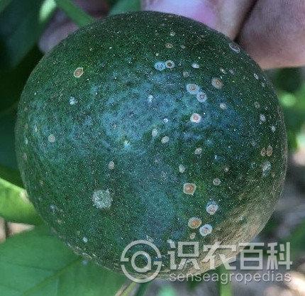 柑橘黄叶症状示例3