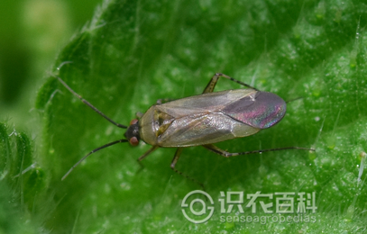 柑橘黄叶症状示例3