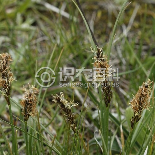 柑橘黄叶症状示例1