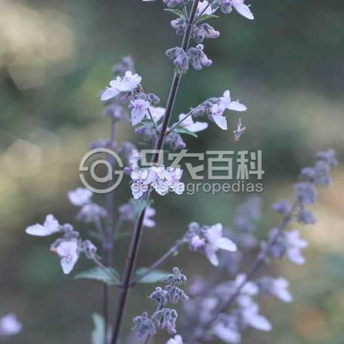 柑橘黄叶症状示例1