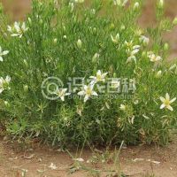 柑橘黄叶症状示例0