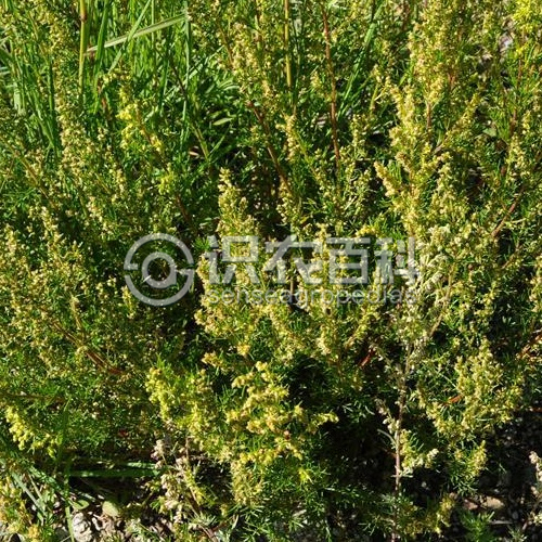 柑橘黄叶症状示例1