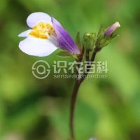 柑橘黄叶症状示例0