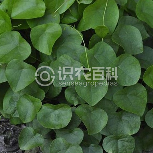 柑橘黄叶症状示例2