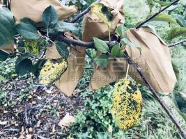 柑橘黄叶症状示例0