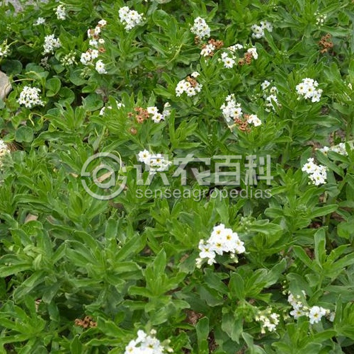 柑橘黄叶症状示例3