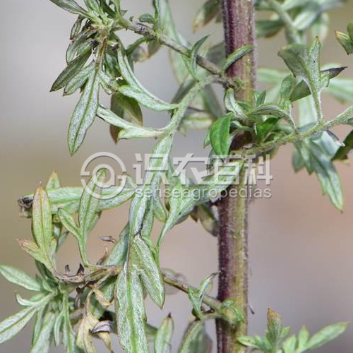 柑橘黄叶症状示例4