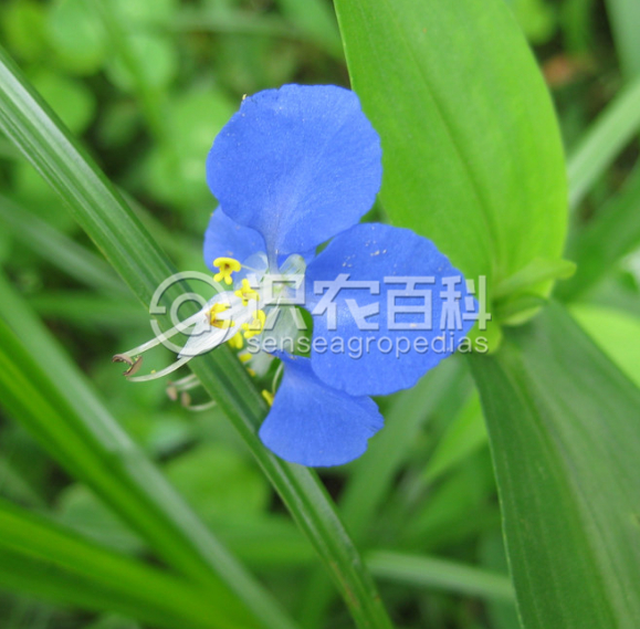 柑橘黄叶症状示例4