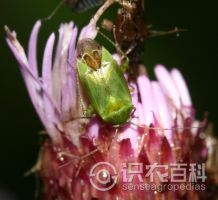 柑橘黄叶症状示例0