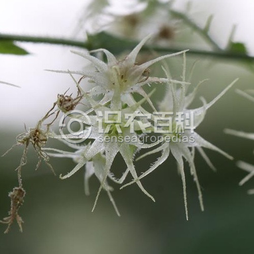 柑橘黄叶症状示例2