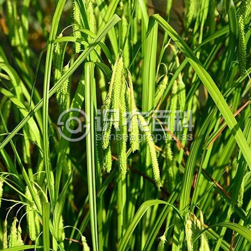 柑橘黄叶症状示例3