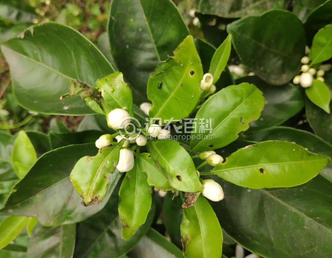 柑橘黄叶症状示例1