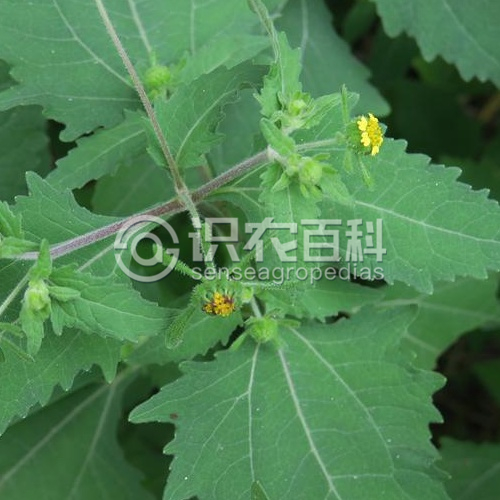 柑橘黄叶症状示例3