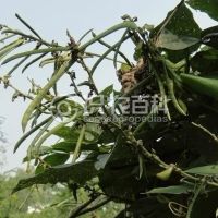 柑橘黄叶症状示例0
