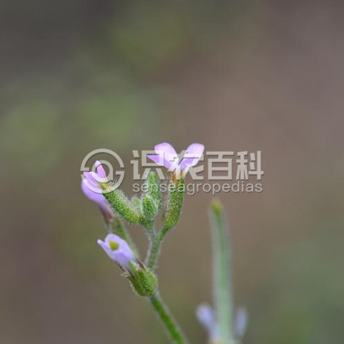 柑橘黄叶症状示例1