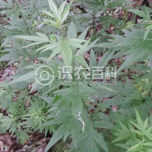 柑橘黄叶症状示例1