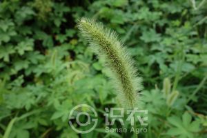 柑橘黄叶症状示例0