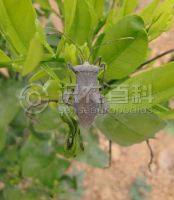 柑橘黄叶症状示例0