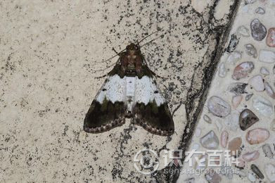 柑橘黄叶症状示例3
