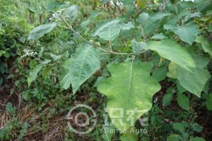 柑橘黄叶症状示例0