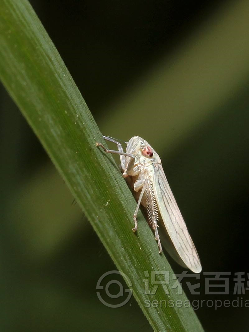 柑橘黄叶症状示例4