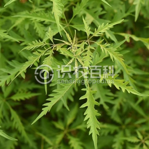 柑橘黄叶症状示例2
