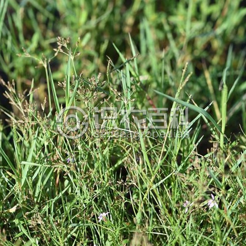 柑橘黄叶症状示例2