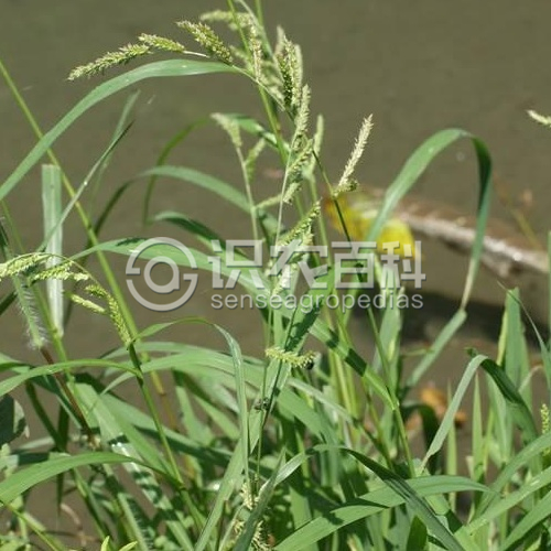 柑橘黄叶症状示例2