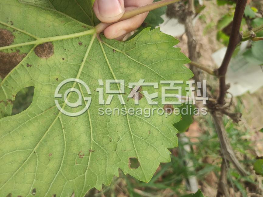 柑橘黄叶症状示例2