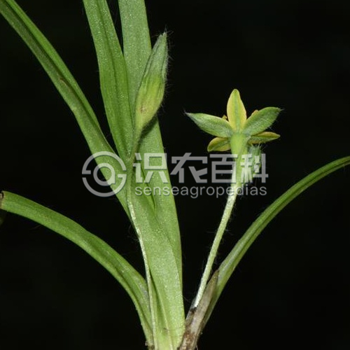 柑橘黄叶症状示例2