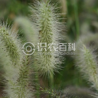 β