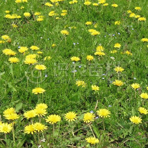 柑橘黄叶症状示例5