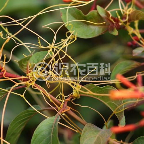 柑橘黄叶症状示例2