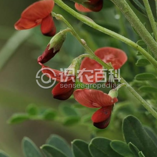 柑橘黄叶症状示例1