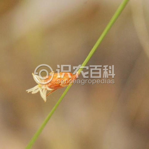 柑橘黄叶症状示例2