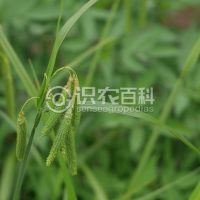 柑橘黄叶症状示例0