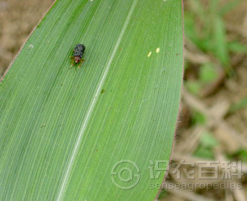 柑橘黄叶症状示例3