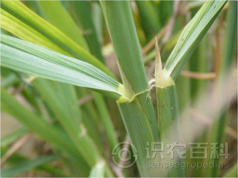 柑橘黄叶症状示例2