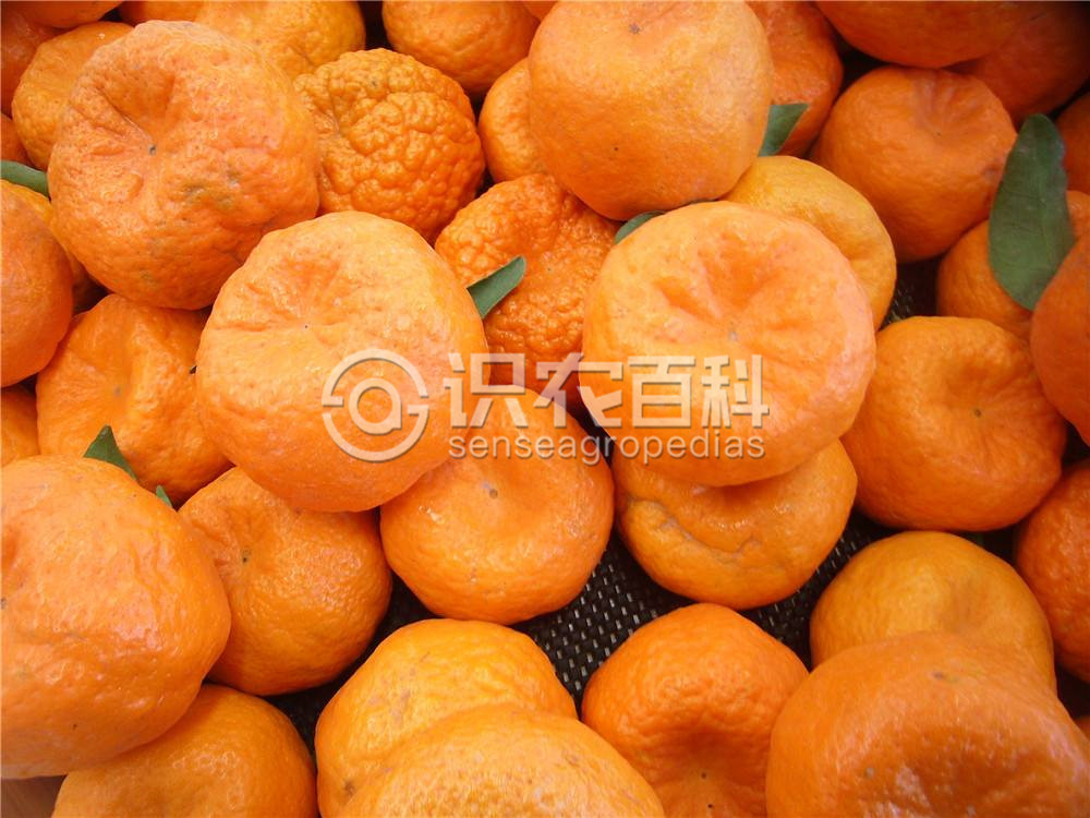 柑橘黄叶症状示例2