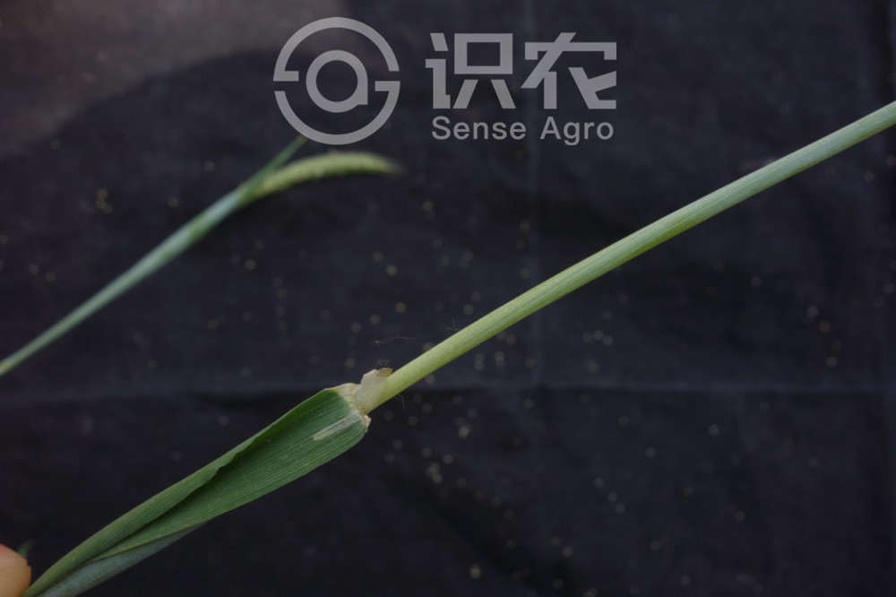 柑橘黄叶症状示例6