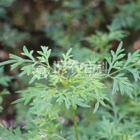 柑橘黄叶症状示例0