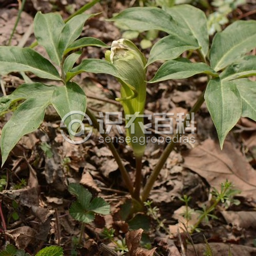 柑橘黄叶症状示例2