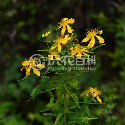 柑橘黄叶症状示例2