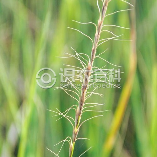 柑橘黄叶症状示例3