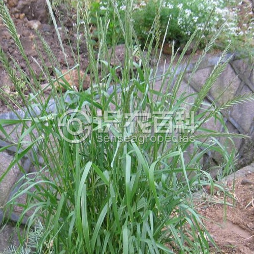 柑橘黄叶症状示例3