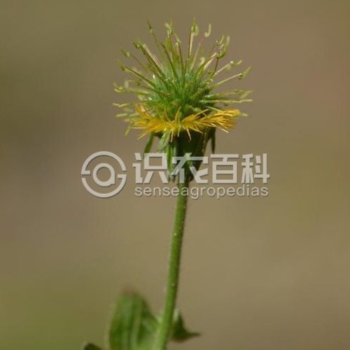 柑橘黄叶症状示例2