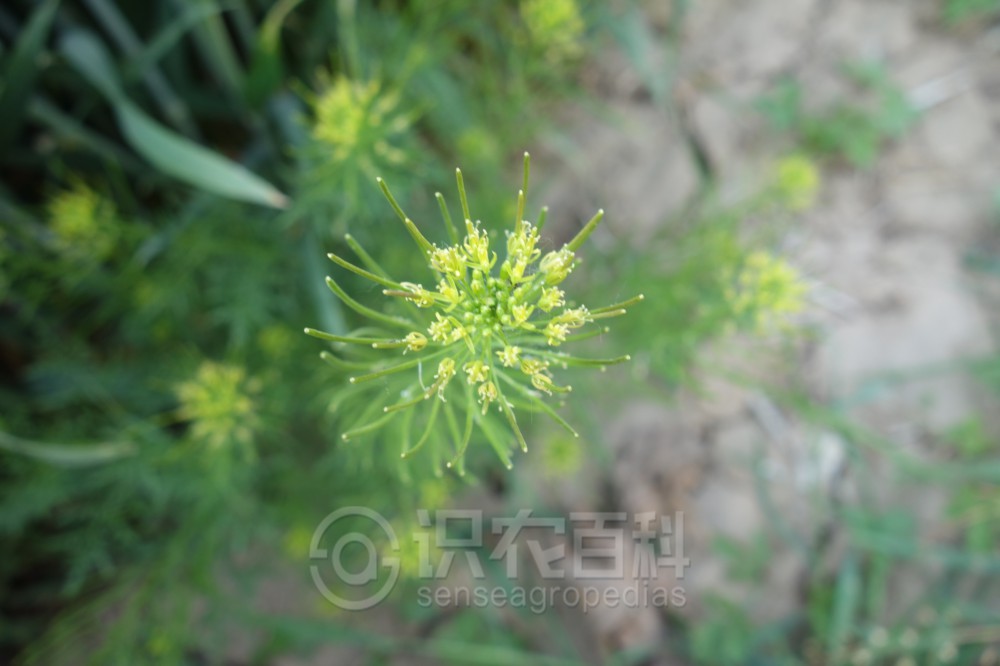 柑橘黄叶症状示例4